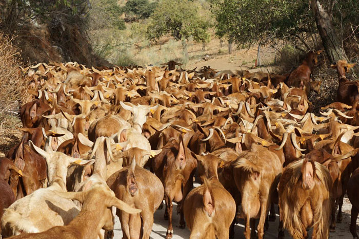 A sea of goats  